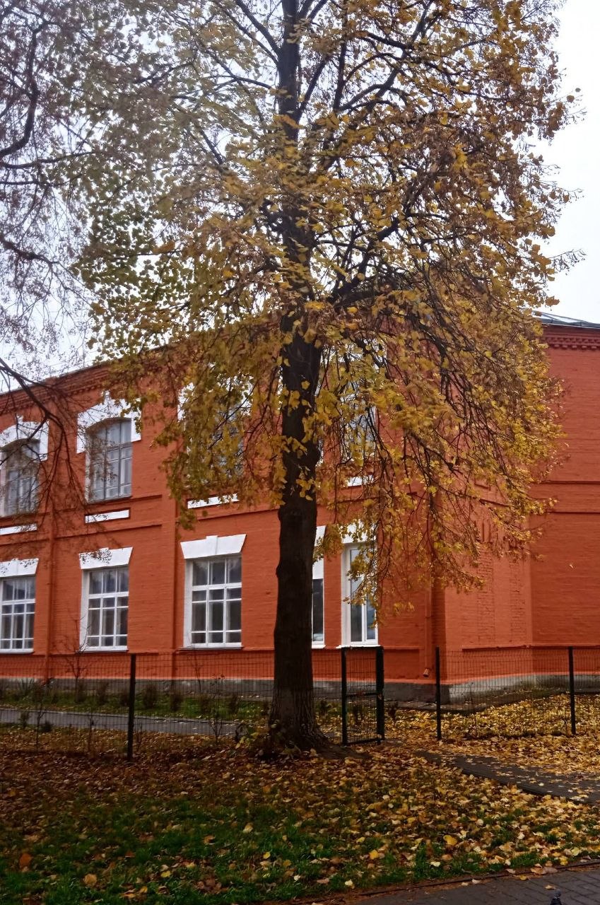 Золота осінь біля ліцею